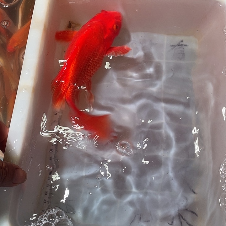 蝴蝶鲤鱼渔场直发44