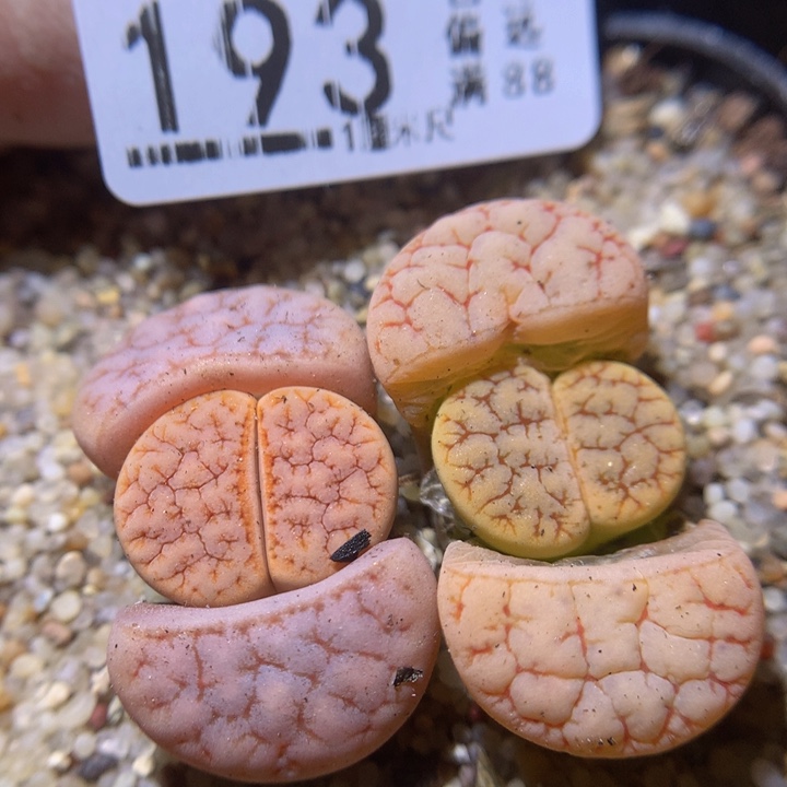 精品生石花34.193