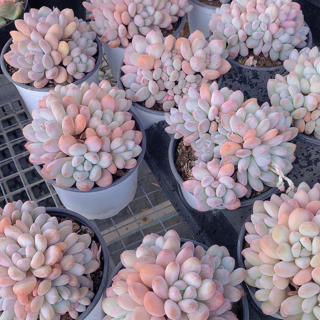 大香水群23467899990000