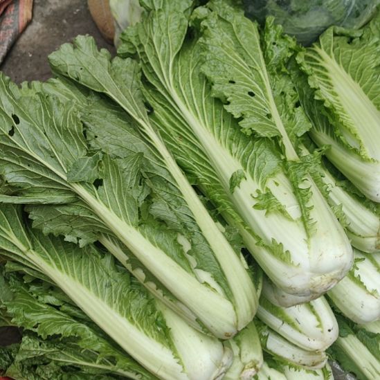 中国大陆维新本地青麻叶白菜5斤装