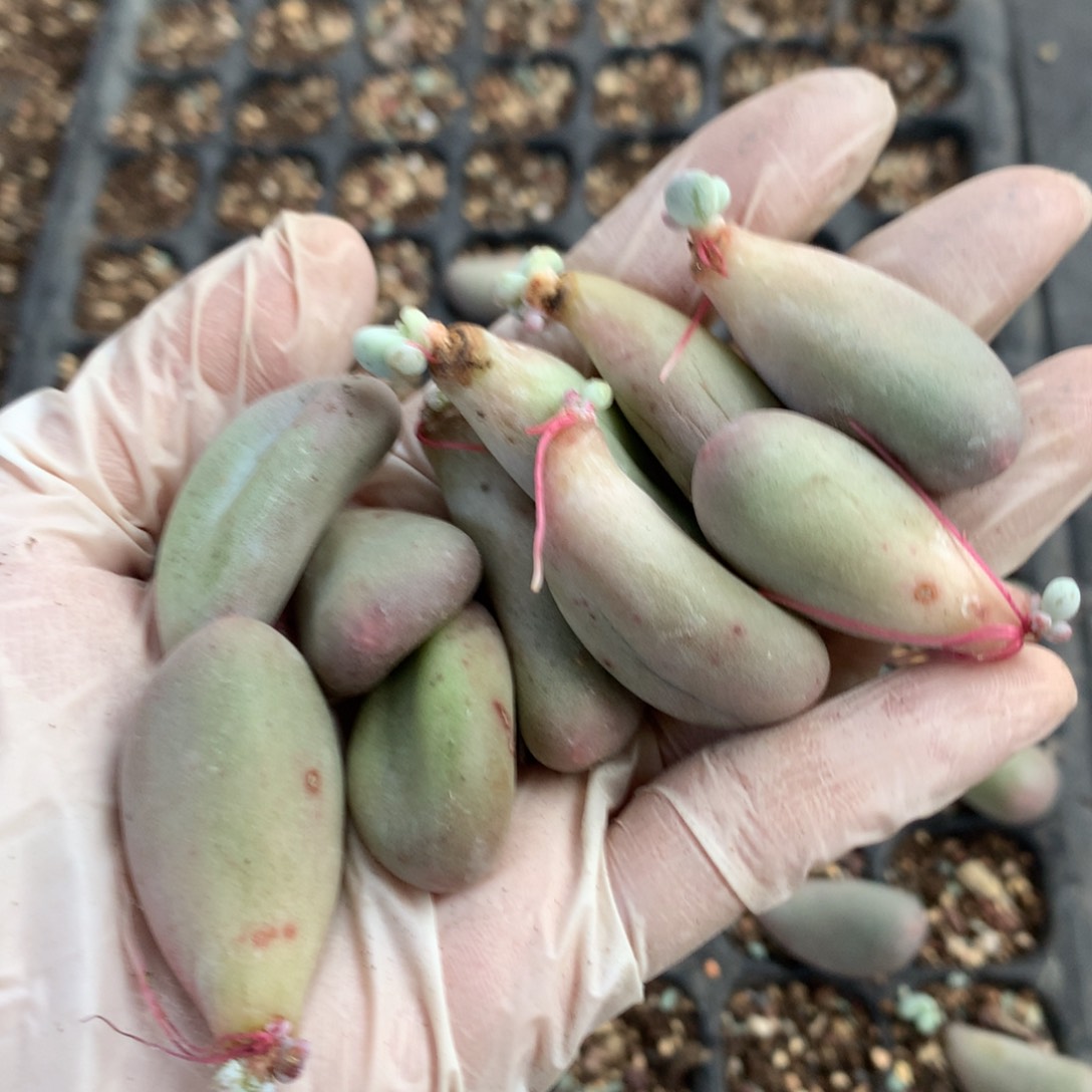 发根发芽的米可奶酪多肉