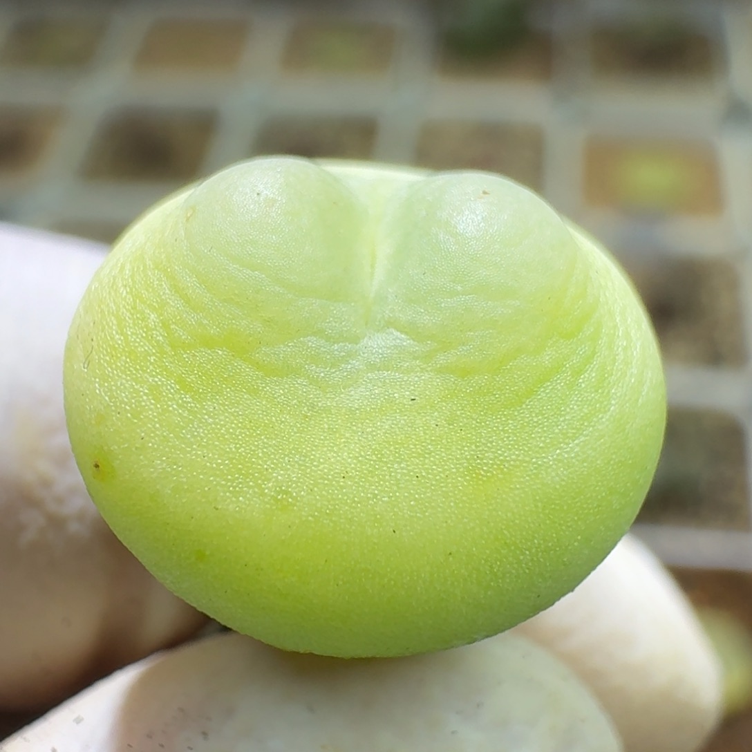 欢***猫11-16-147专拍1473.18