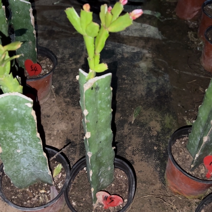 花***窗当前无花栽培后可以开花雅丝119