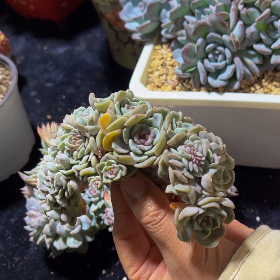 熔晶缀化 天天开心