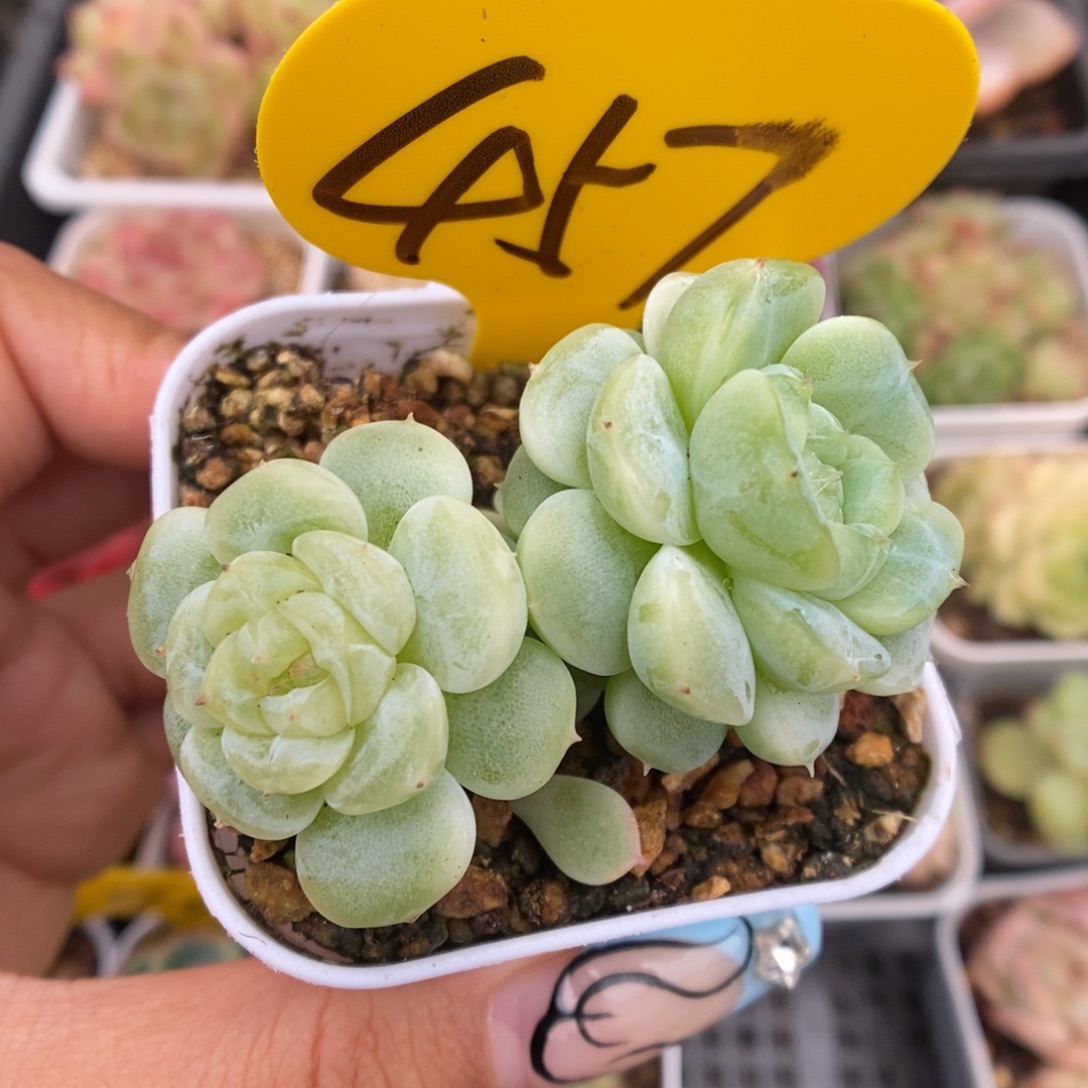 白晶体珍妮可拍457号