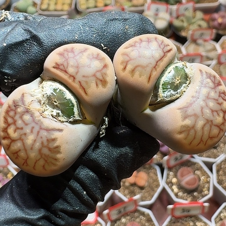 生石花2333:：。  122