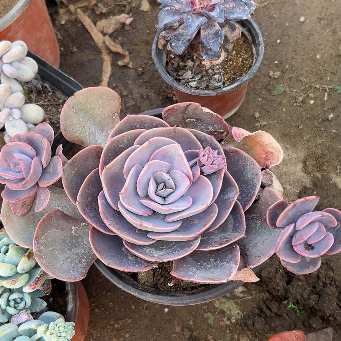 尘埃玫瑰fumuozwzw