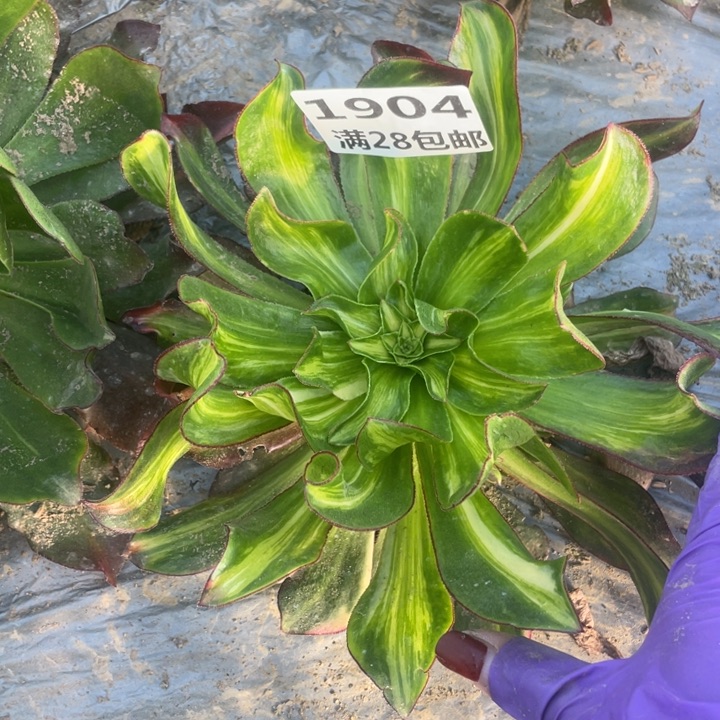 1904二号棚魅影七彩多肉