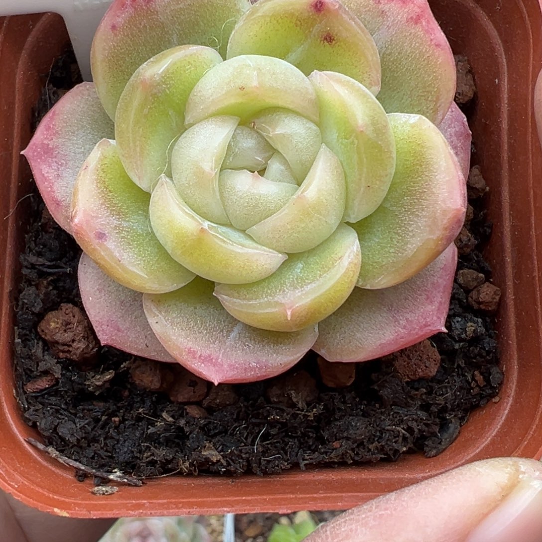 552号可可珍妮晗雨