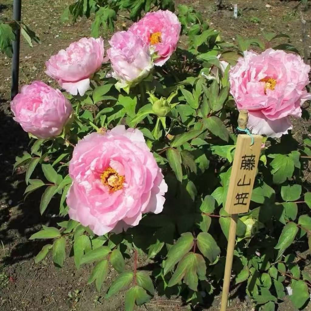 【藤山笠】5个接穗 日本进口牡丹接穗已经蜂蜡好的