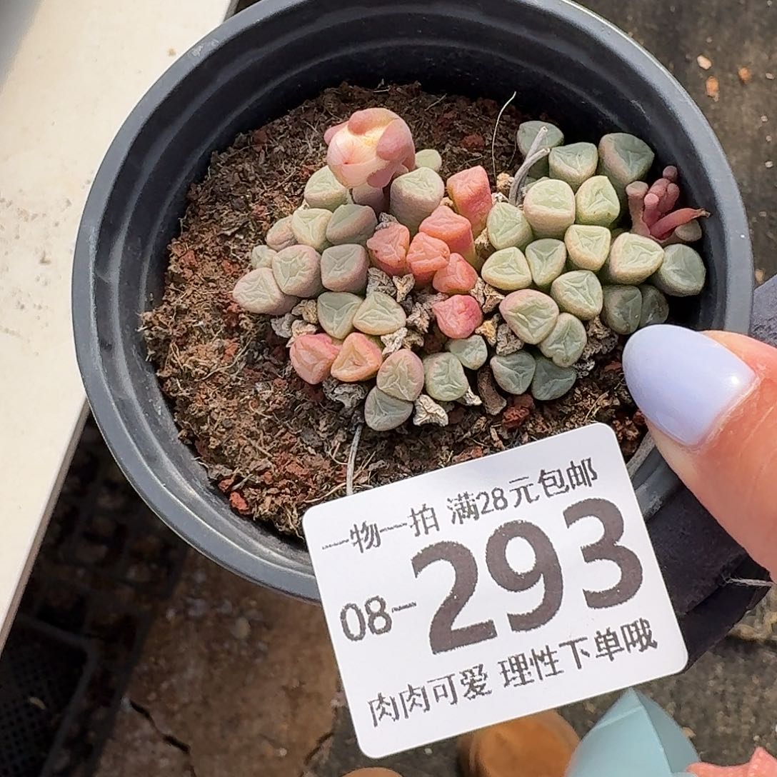 五十玲玉无盆土发货无