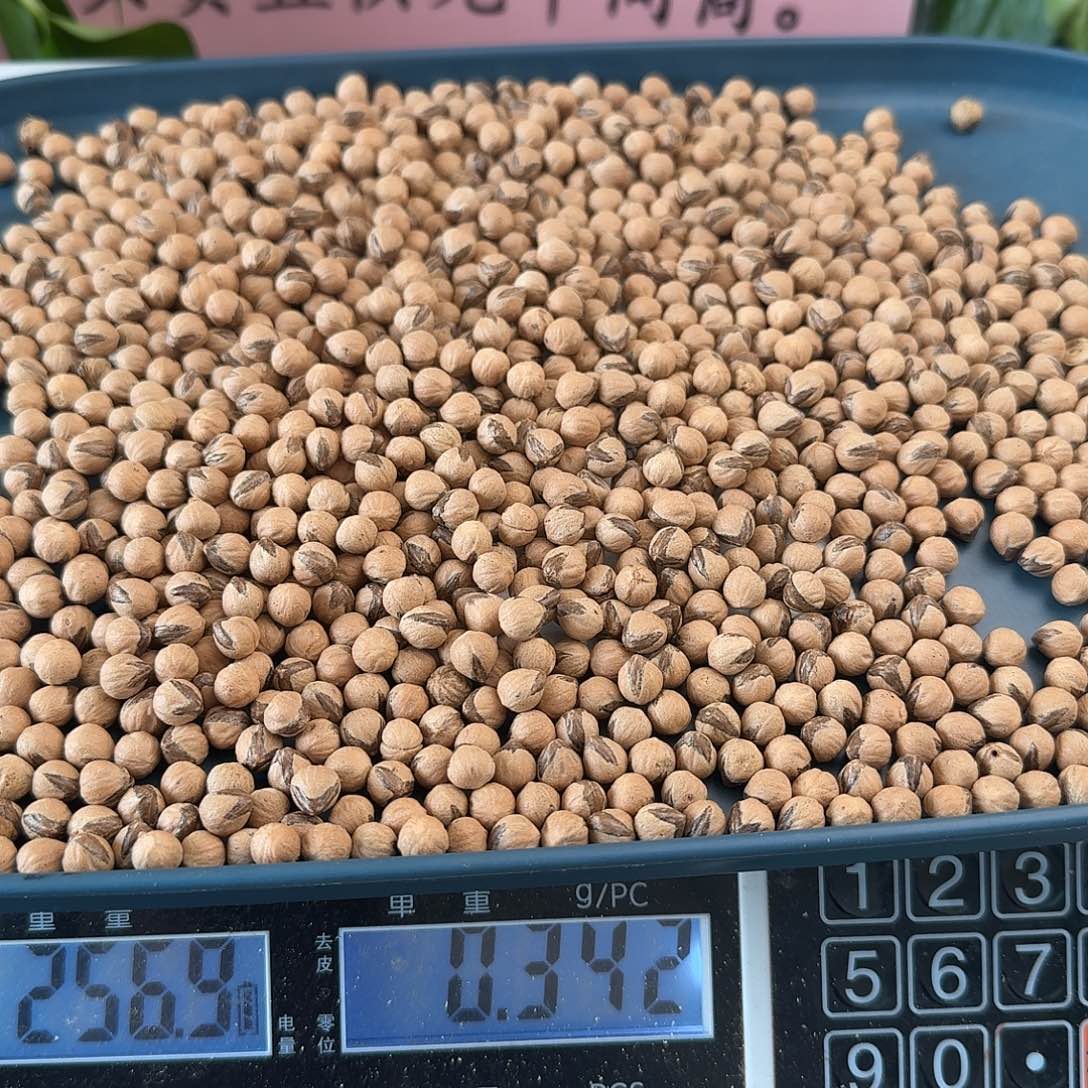 柏***者柏香籽/百香籽吊坠256克三奔