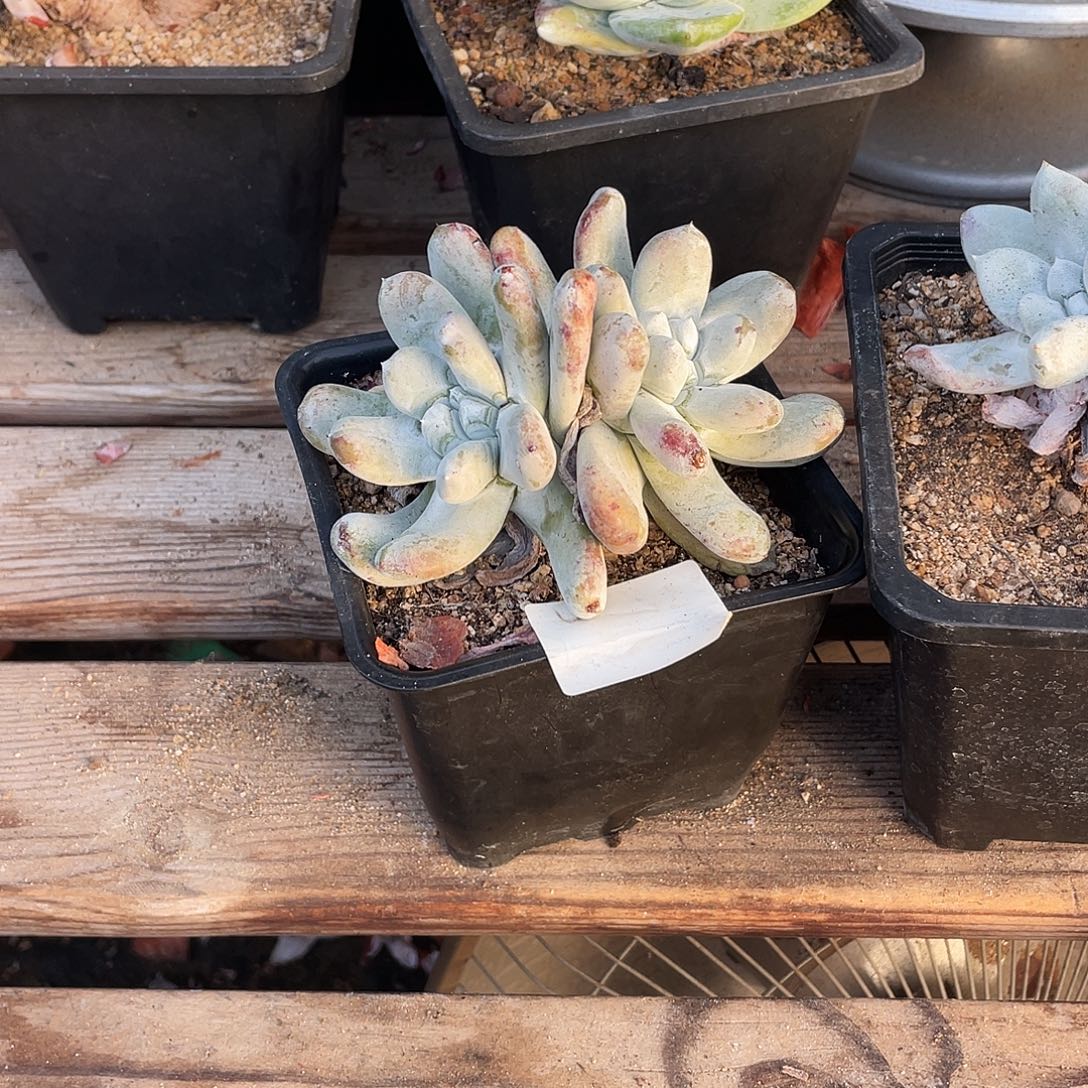 晨溪园艺仙女杯呀