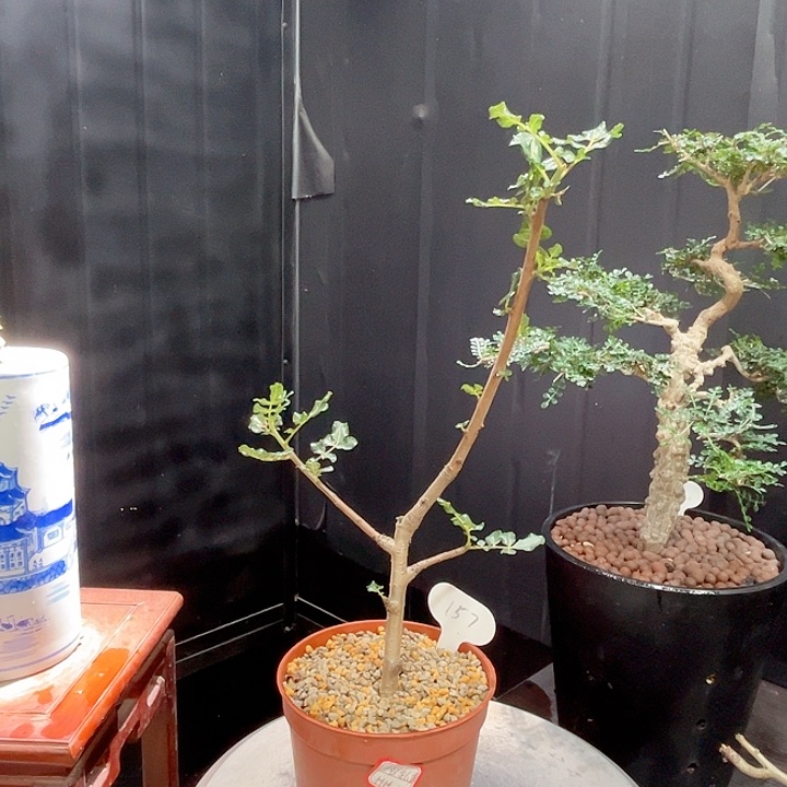 157特殊叶版神圣乳香哈哈哈哈哈哈哈