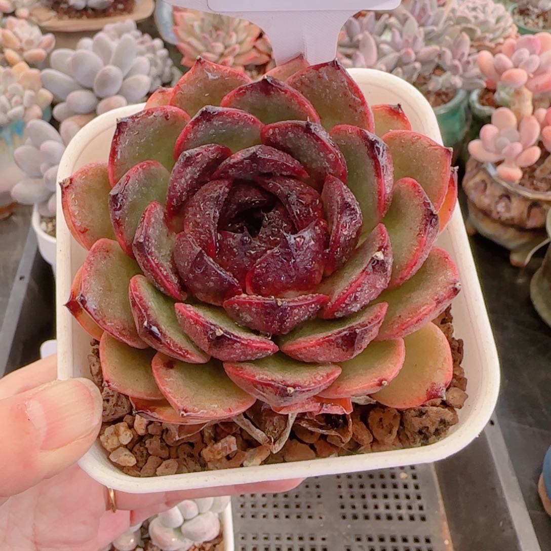 多肉植物8454……………..