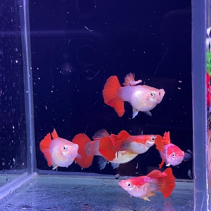 孔雀鱼黄爆球3对孔雀