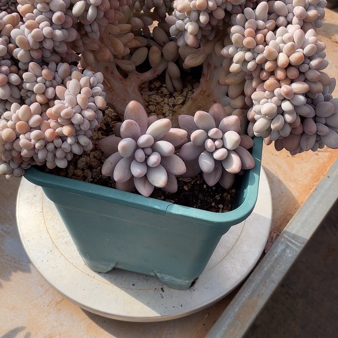 汤圆缀化老桩精控双胸花