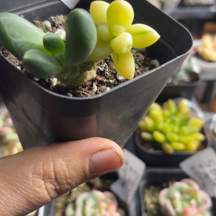 千代田锦多肉616