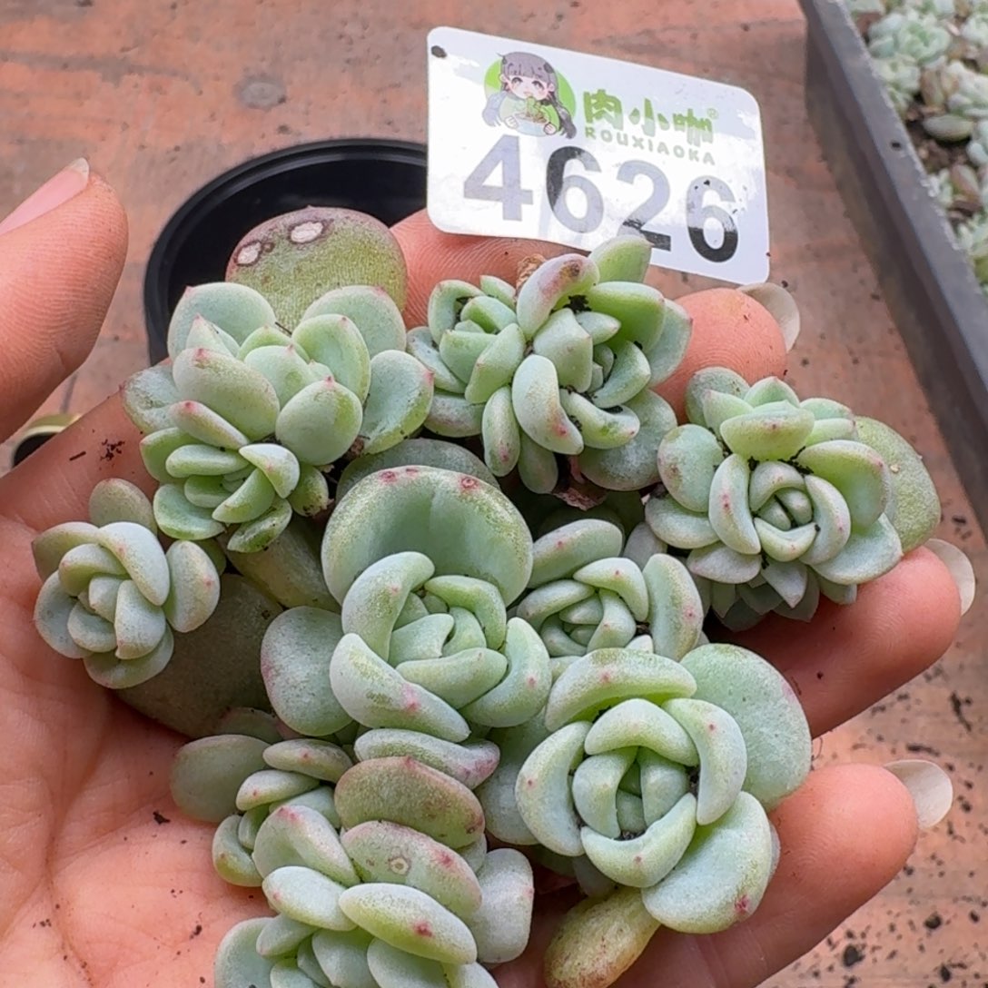 多肉植物多肉植物