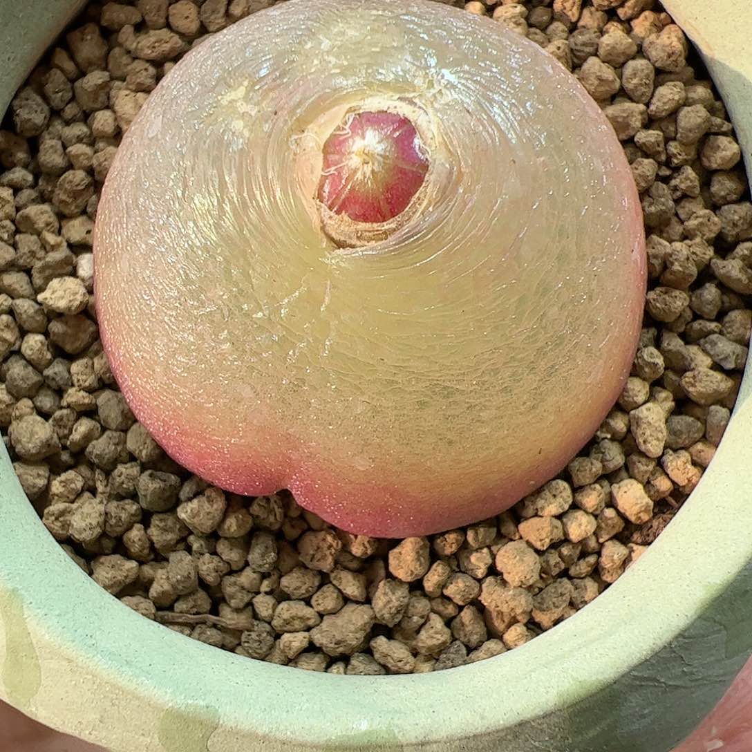 【闪购商品】幸**七191 福利换盆