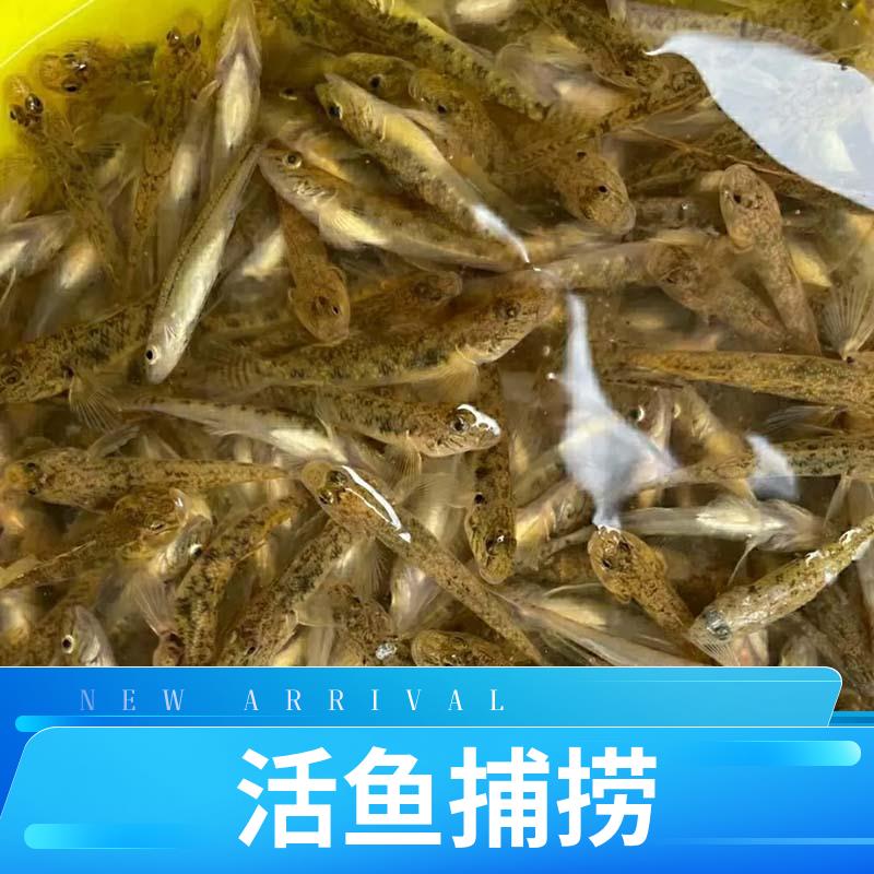 野生小黄鱼沙尖鱼虾虎鱼山坑河鱼