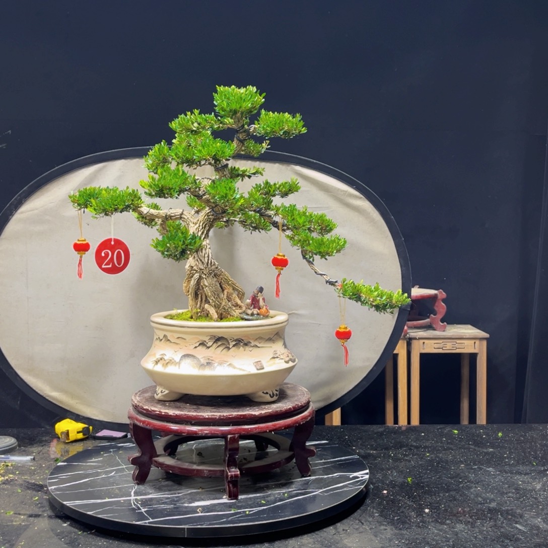 只***你完全开放黄杨盆景