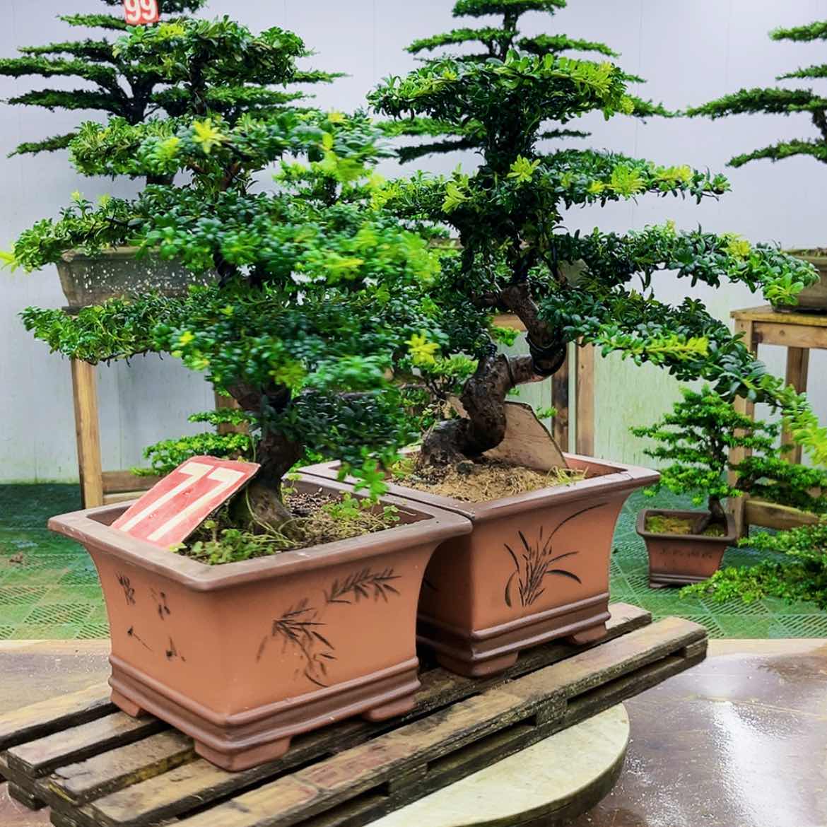 【闪购商品】无花朵