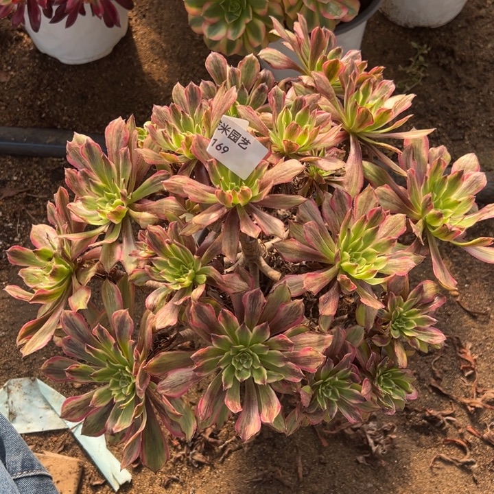 花脸粉袋多肉植物169