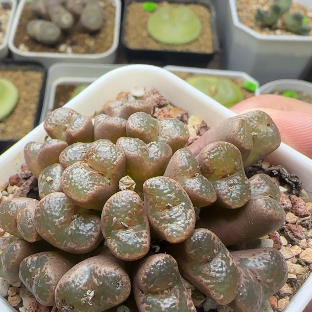 泡泡勋章大群生多肉植物107