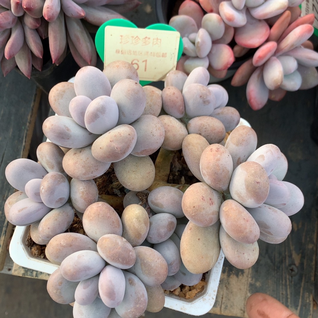 蛋白石奶酪一物一拍61