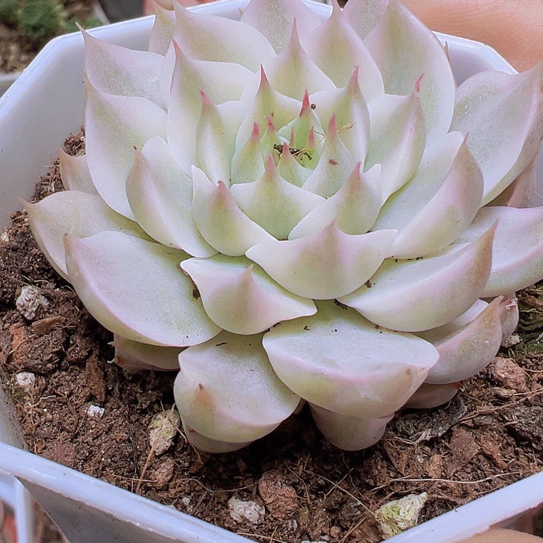 玛格丽塔锦19包邮多肉