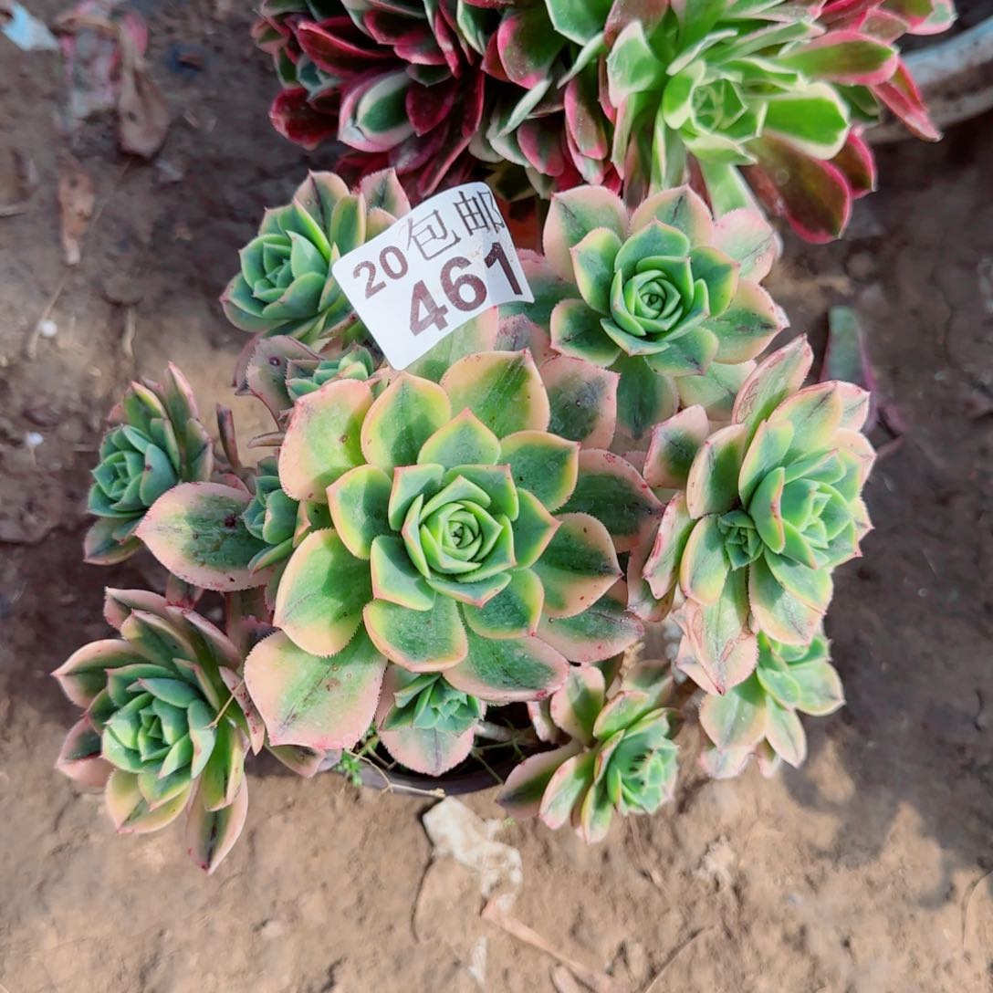 星爆多肉461满20包邮断枝不包