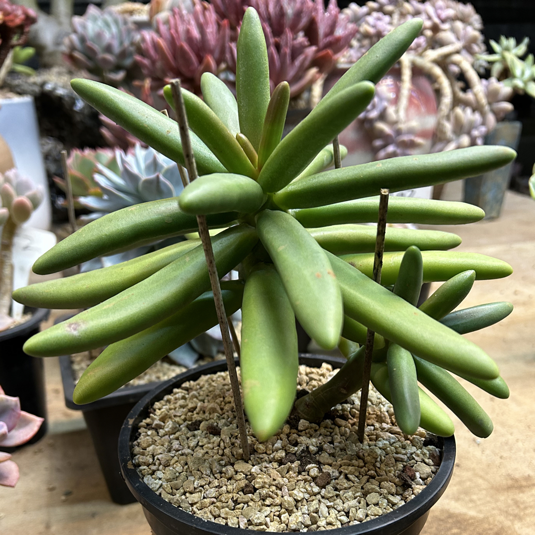 多肉植物 精品多肉 椰子树 脱土发货 
