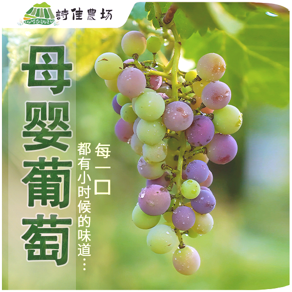 经典老品种巨峰葡萄自然酸甜/果园直达家里小时候味道母婴级葡萄
