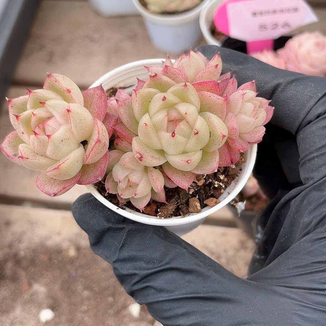 优选麦秆精品526