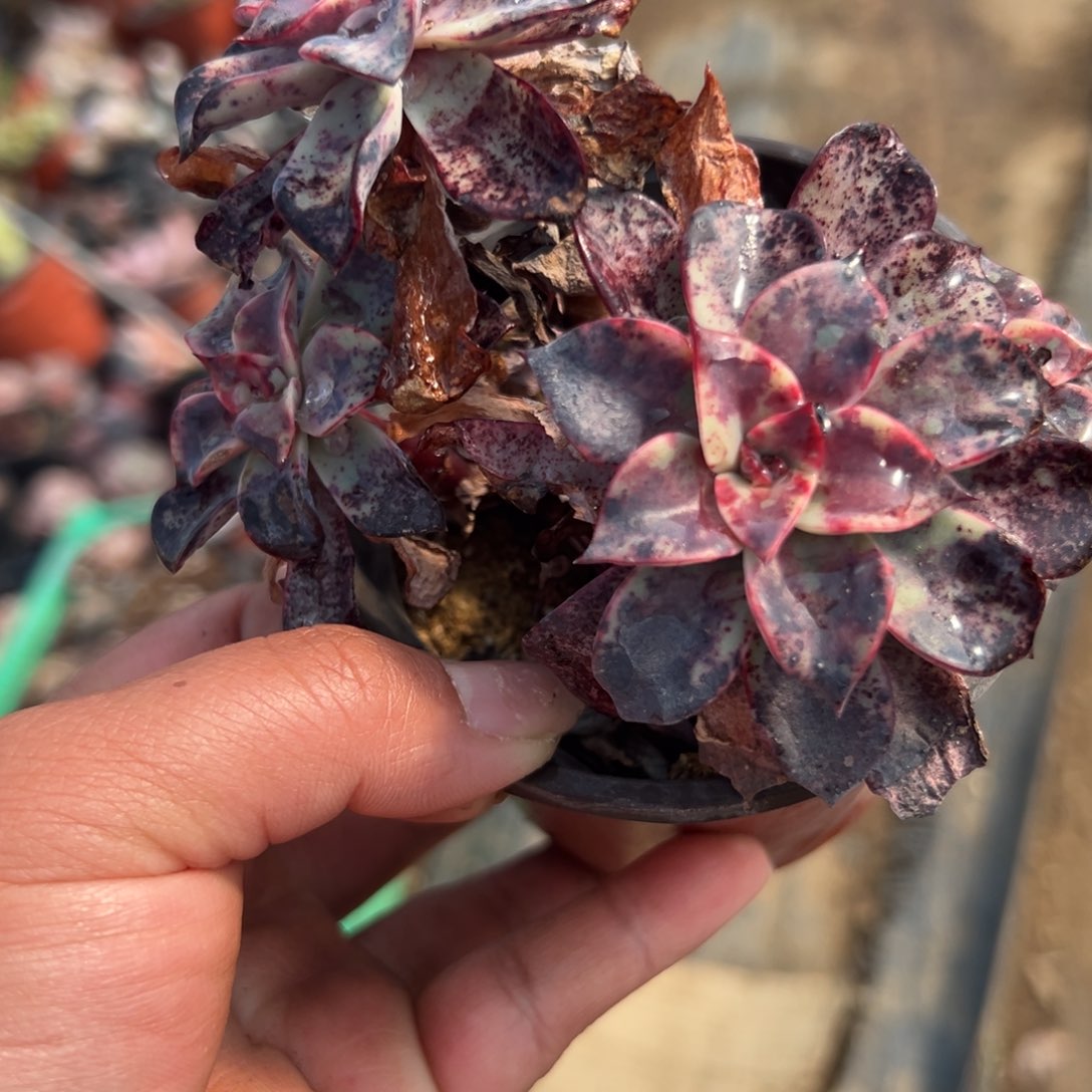 多肉植物多肉植物