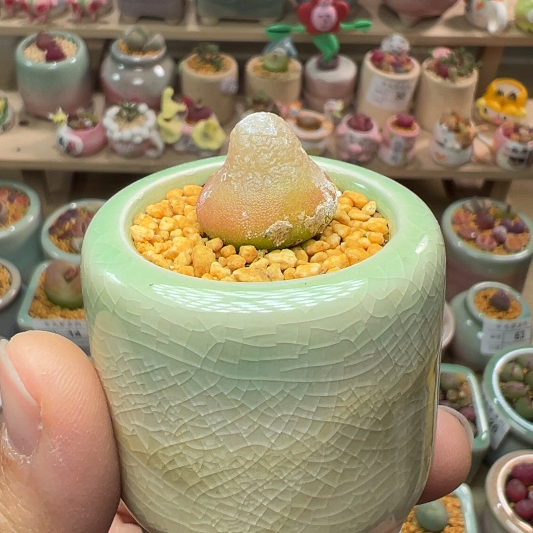 多肉植物73号灯泡