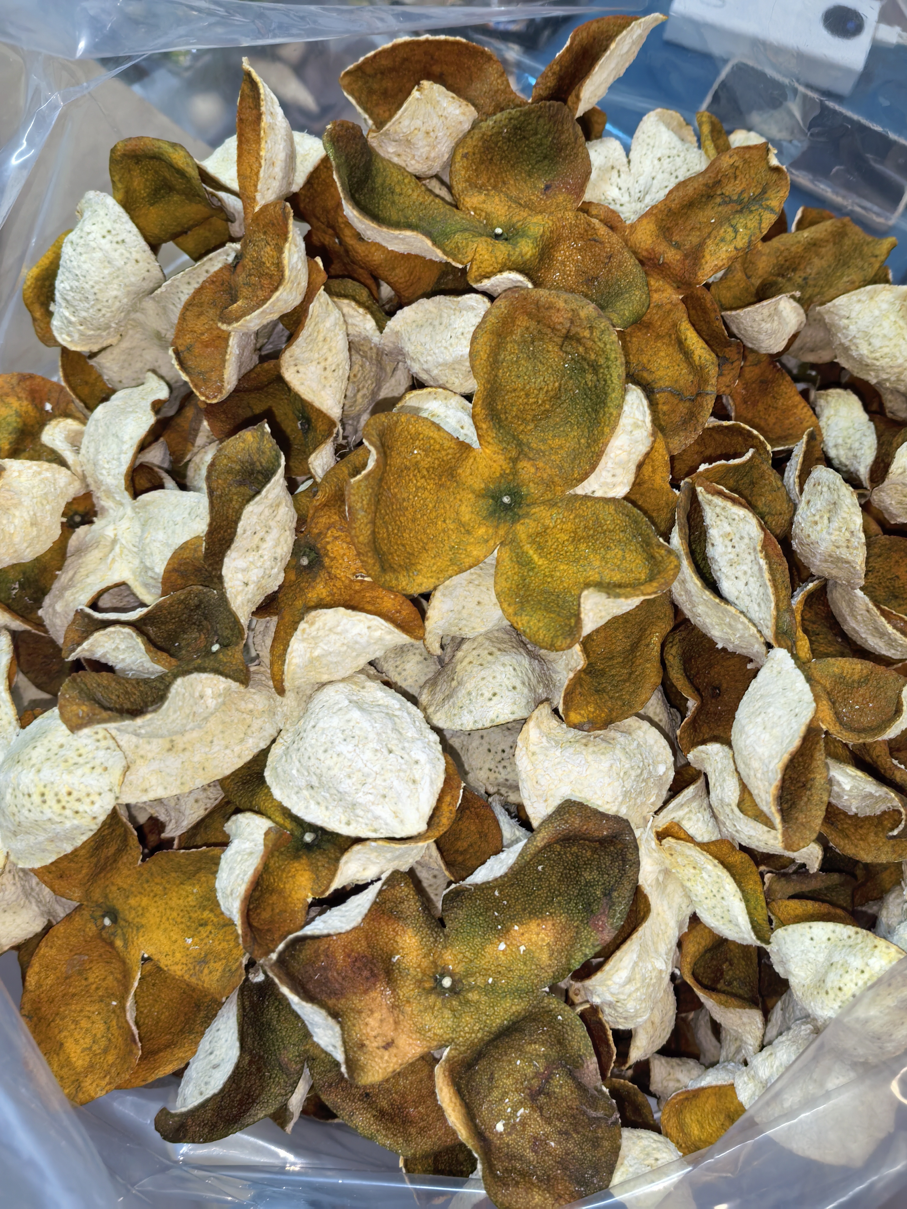 广西浦北茶枝柑 二红皮 