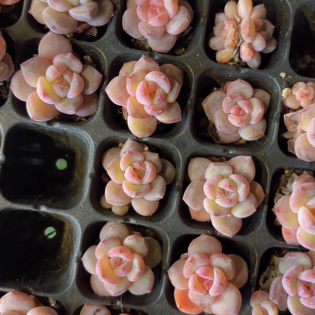 星影一颗量拍1111