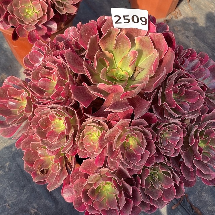 凤冠2509号多肉植物