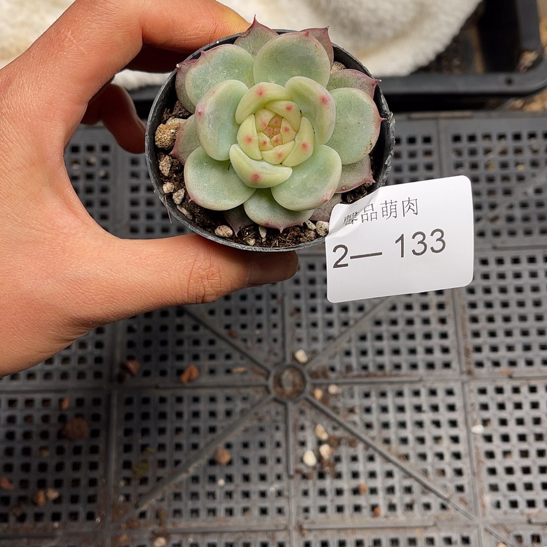 多肉一物一拍2-133