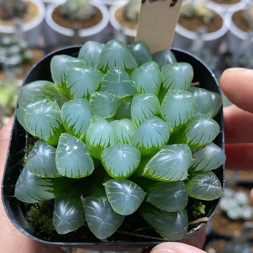 【闪购商品】124孙氏冰灯