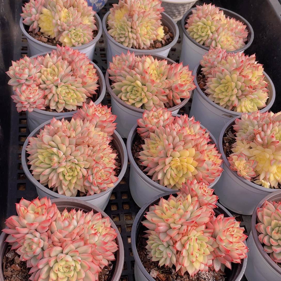 量拍111号 炫彩女雏锦大群生一个