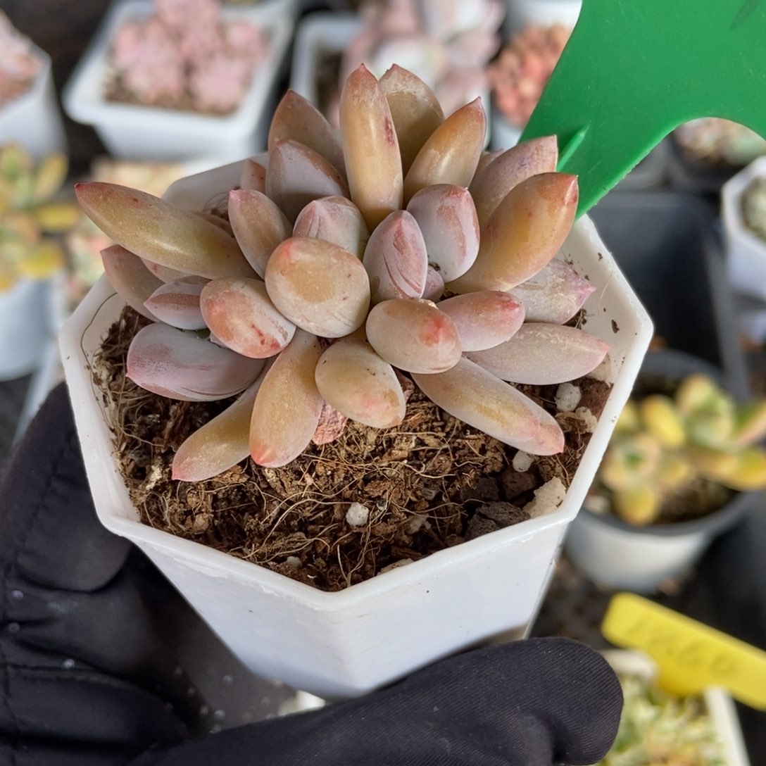 751灰姑娘多肉植物