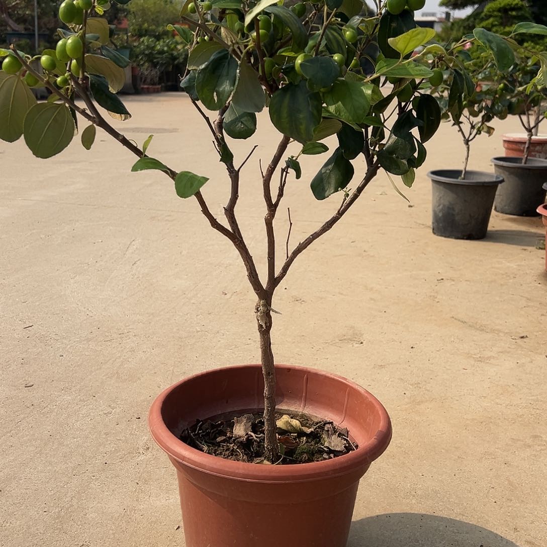 恒***气完全开放苹果奶油枣树苗