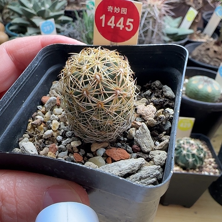 实生密刺狮子奋迅一棵