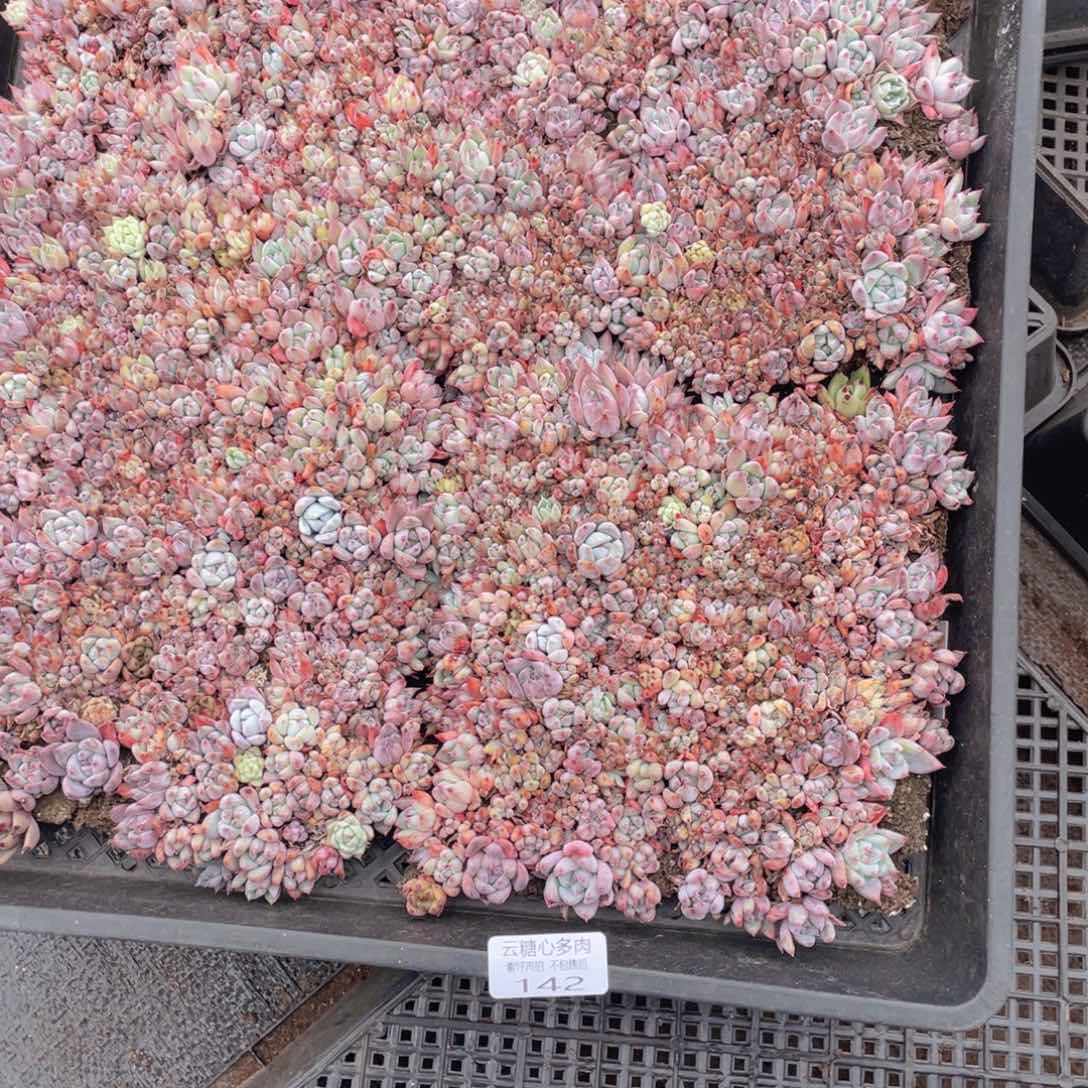 云糖心多肉植物142