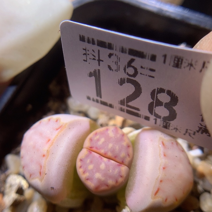精品生石花36.128