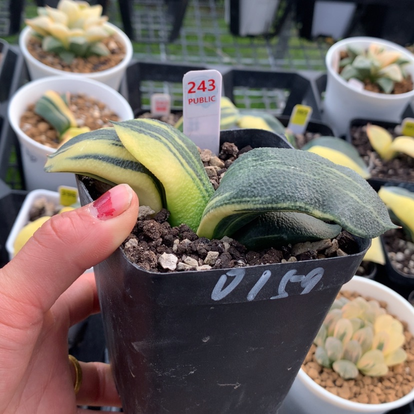 【闪购商品】243蜗牛