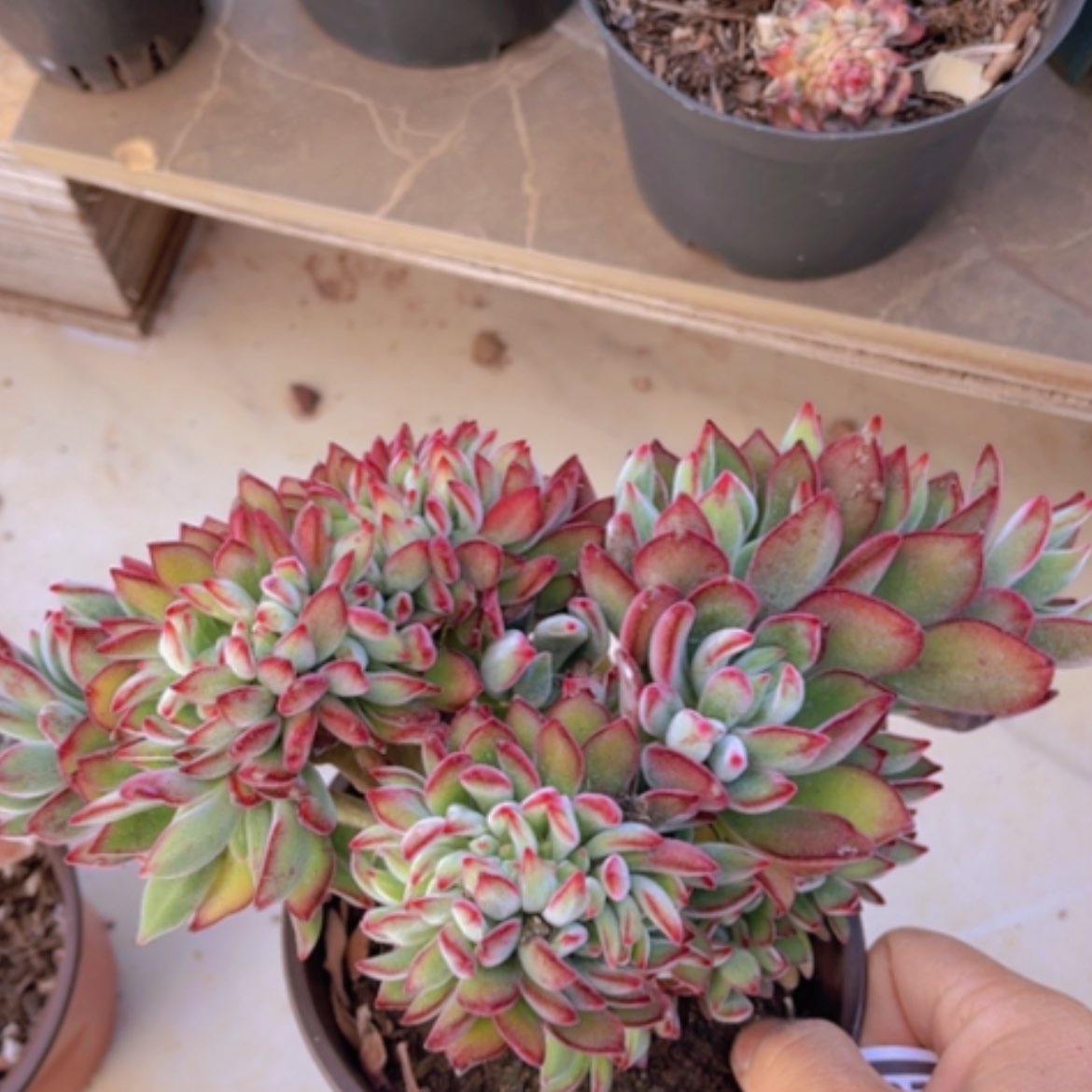 【闪购商品】红兔耳缀20280